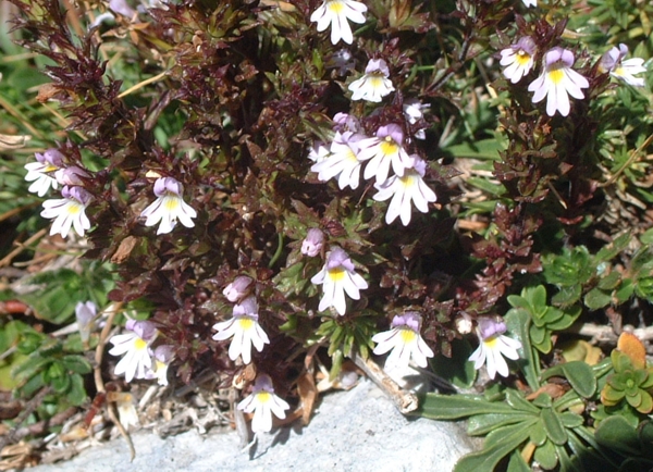 Euphrasia sp.